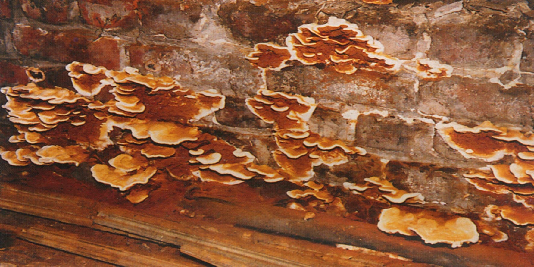 Champignons